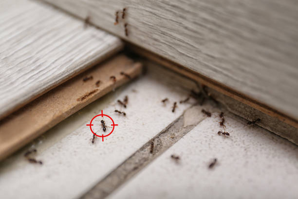 Best Termite Control Services  in Halls, TN