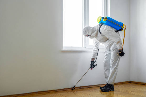 Best Flea Control Services  in Halls, TN