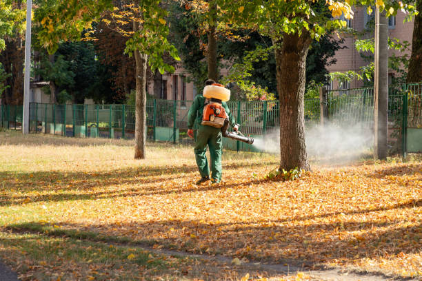 Best Spider Control Near Me  in Halls, TN